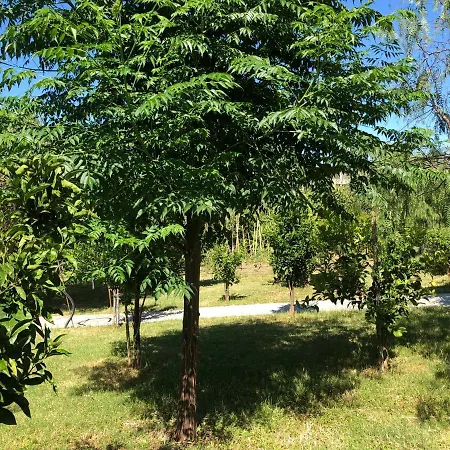 Cascinale Σαν Σάλβο
